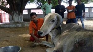 Man Mohammed is the lone Muslim volunteer at the Gorakhnath temple’s cow shelter, which has around 500 bovines.(HT Photo) Man Mohammed is the lone Muslim volunteer at the Gorakhnath temple’s cow shelter, which has around 500 bovines.(HT Photo)