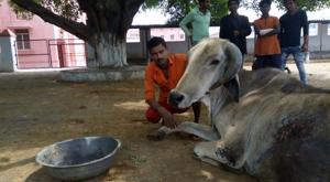 Man Mohammed, the only Muslim volunteer at the cow shelter of Gorakhnath temple which has around 500 bovines.(HT Photo) Man Mohammed, the only Muslim volunteer at the cow shelter of Gorakhnath temple which has around 500 bovines.(HT Photo)