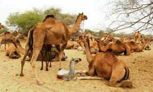 The camel population in Rajasthan, according to the research done by Lokhit Pashupalak Sangsthan, is now around 2.5 lakh. In 2012, the state had 3.25 lakh camels.(HT Photo) The camel population in Rajasthan, according to the research done by Lokhit Pashupalak Sangsthan, is now around 2.5 lakh. In 2012, the state had 3.25 lakh camels.(HT Photo)