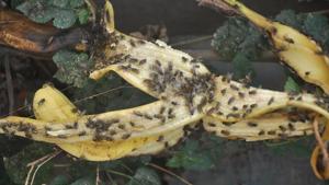 Flies buzzing around eatables are a common sight in Barwala in Panchkula.(Sant Arora/ Hindustan Times) Flies buzzing around eatables are a common sight in Barwala in Panchkula.(Sant Arora/ Hindustan Times)