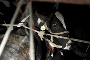 A cow is seen inside a truck after being checked by volunteers of a vigilante group on a highway in Rajasthan.(AFP File Photo) A cow is seen inside a truck after being checked by volunteers of a vigilante group on a highway in Rajasthan.(AFP File Photo)