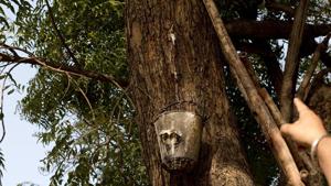 A neem tree in Delhi University’s North Campus is excreting a sap that is suspected to be toddy.(Saumya Khandelwal/HT Photo) A neem tree in Delhi University’s North Campus is excreting a sap that is suspected to be toddy.(Saumya Khandelwal/HT Photo)