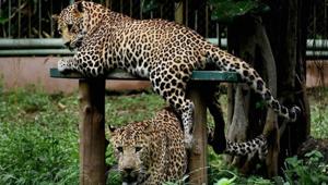 The Central Zoo Authority (CZA) has alerted all zoos across India to take preventive measures to avert a possible outbreak of Trypanosomiasis, a protozoan disease.(PTI File Photo) The Central Zoo Authority (CZA) has alerted all zoos across India to take preventive measures to avert a possible outbreak of Trypanosomiasis, a protozoan disease.(PTI File Photo)