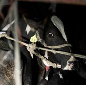Increasing vigil by vigilante group of gau raksha dals have affected cattle trade in Rajasthan where consumption of beef is banned.(Representative picture/AFP Photo.) Increasing vigil by vigilante group of gau raksha dals have affected cattle trade in Rajasthan where consumption of beef is banned.(Representative picture/AFP Photo.)