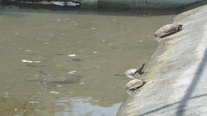 Softshell turtles eat organic waste, including burnt and half burnt corpses and animal carcasses that are often dumped in Ganga.(HT Photo) Softshell turtles eat organic waste, including burnt and half burnt corpses and animal carcasses that are often dumped in Ganga.(HT Photo)