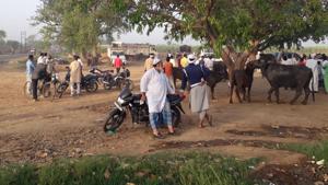 UP’s weekly cattle markets, including Dhanaura in Bulandshahr, have seen a drastic fall in business.(HT Photo/Gulam Jeelani) UP’s weekly cattle markets, including Dhanaura in Bulandshahr, have seen a drastic fall in business.(HT Photo/Gulam Jeelani)