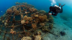 Coral reefs are like underwater gardens and one of the most diverse ecosystems on earth providing food and shelter to millions of species.(EunJae IM) Coral reefs are like underwater gardens and one of the most diverse ecosystems on earth providing food and shelter to millions of species.(EunJae IM)