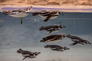 The penguins, Bubble, Mr Molt, Flipper, Donald, Daisy, Popeye and Olive, swim in their new home at Byculla zoo. They are all between the ages of 2 and 3 and were named after famous Disney characters, based on their behaviour.(Kunal Patil/HT Photo) The penguins, Bubble, Mr Molt, Flipper, Donald, Daisy, Popeye and Olive, swim in their new home at Byculla zoo. They are all between the ages of 2 and 3 and were named after famous Disney characters, based on their behaviour.(Kunal Patil/HT Photo)