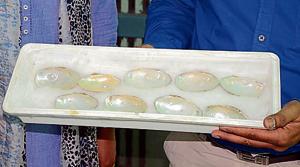 Dr Abhed Pandey showing pearls developed inside mussels through surgery in GADVASU on Tuesday.(JS Grewal /HT)