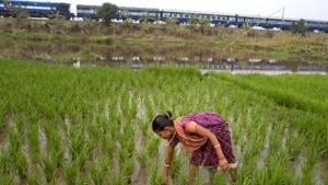 In India, agriculture remains highly regulated, with inadequate linkages to markets, and opaque and unscientific pricing(AP) In India, agriculture remains highly regulated, with inadequate linkages to markets, and opaque and unscientific pricing(AP)