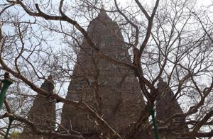 The Bodhi tree sans leaves at Bodh Gaya. Rajesh Kumar/HT Photo The Bodhi tree sans leaves at Bodh Gaya. Rajesh Kumar/HT Photo