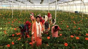 A thorough research, a supportive family and a blend of technology and marketing was what it took for this 26-year-old, Vamika Bahety, to start floriculture on her land, which has garnered her a Rs 1.5-crore turnover in just over a year(Manoj Dhaka/HT Photo) A thorough research, a supportive family and a blend of technology and marketing was what it took for this 26-year-old, Vamika Bahety, to start floriculture on her land, which has garnered her a Rs 1.5-crore turnover in just over a year(Manoj Dhaka/HT Photo)