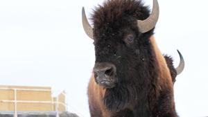 A wild bison gorged a farmer to death in Goa and forest officials have launched a search to find the wild beast.(REUTERS/ Representative image) A wild bison gorged a farmer to death in Goa and forest officials have launched a search to find the wild beast.(REUTERS/ Representative image)