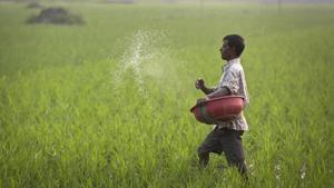 A farmer sprays fertilizer in his paddy field in Guwahati.(AP File Photo) A farmer sprays fertilizer in his paddy field in Guwahati.(AP File Photo)