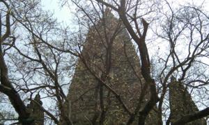 The sacred Bodhi tree at Bodh Gaya. Rajesh Kumar/HT Photo The sacred Bodhi tree at Bodh Gaya. Rajesh Kumar/HT Photo