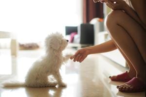 Getting puppies delivered home for a little cuddle makes a human happy, but what about the puppy? Experts give their view. Getting puppies delivered home for a little cuddle makes a human happy, but what about the puppy? Experts give their view.