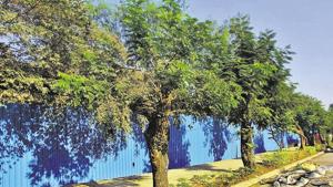 The data showed there were 35.98 lakh trees in the city, against 19.17 lakh in 2008, when the last tree census was carried out. But the ratio of trees to population — or the number of trees per citizen — remained at a low 0.28. The data showed there were 35.98 lakh trees in the city, against 19.17 lakh in 2008, when the last tree census was carried out. But the ratio of trees to population — or the number of trees per citizen — remained at a low 0.28.
