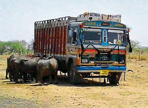 The death of Haryana dairy farmer who was assaulted by gau rakshaks, weighs heavy on the minds of cattle transporters, even if their cargo are buffaloes. The death of Haryana dairy farmer who was assaulted by gau rakshaks, weighs heavy on the minds of cattle transporters, even if their cargo are buffaloes.