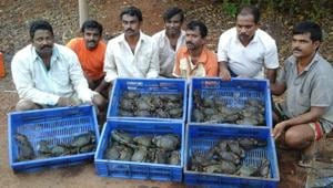 Crab farmers pose with their harvest at Sindhudurg.(UNDP) Crab farmers pose with their harvest at Sindhudurg.(UNDP)