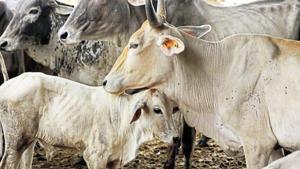 A study was conducted along with Punjab Agricultural University after which impact of insecticides and pesticides on soil and resultantly on plants were brought out through scientific means.(HT File) A study was conducted along with Punjab Agricultural University after which impact of insecticides and pesticides on soil and resultantly on plants were brought out through scientific means.(HT File)