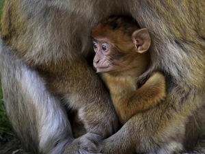 Monkeys, rodents and shrews are hosts for the Kyasanur forest disease virus, which spreads to humans through the bite of an infected tick to cause monkey fever(HT Photo) Monkeys, rodents and shrews are hosts for the Kyasanur forest disease virus, which spreads to humans through the bite of an infected tick to cause monkey fever(HT Photo)