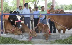 Four of the eight embryos developed in the surrogates giving way to the birth of three calves..(Gurminder Singh/HT Photo) Four of the eight embryos developed in the surrogates giving way to the birth of three calves..(Gurminder Singh/HT Photo)
