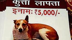 Brownie’s owner Anupama Srivastava printed over 2,000 posters announcing a reward of Rs5,000 to anyone who could provide information regarding her pet’s whereabouts.(Handout) Brownie’s owner Anupama Srivastava printed over 2,000 posters announcing a reward of Rs5,000 to anyone who could provide information regarding her pet’s whereabouts.(Handout)