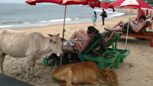 Tourists relaxing next to cows on Anjuna Beach in Goa.(AFP FILE PHOTO) Tourists relaxing next to cows on Anjuna Beach in Goa.(AFP FILE PHOTO)