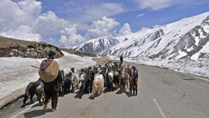 A member of the nomadic Gujjar-Bakarwal community with his flock of sheep and goats cross a road in the mountains through the famed Mughal Road.(Waseem Andrabi / Hindustan Times) A member of the nomadic Gujjar-Bakarwal community with his flock of sheep and goats cross a road in the mountains through the famed Mughal Road.(Waseem Andrabi / Hindustan Times)