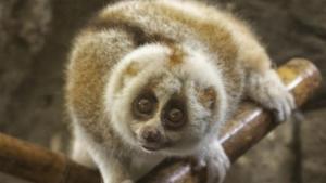 The slow loris was rescued at Delhi’s Indira Gandhi International (IGI) airport. The lone primate, around 6-7 inches tall and weighing around 200 grams, is in the 2X1.5 feet cage at Delhi zoo for the last two years.(Handout) The slow loris was rescued at Delhi’s Indira Gandhi International (IGI) airport. The lone primate, around 6-7 inches tall and weighing around 200 grams, is in the 2X1.5 feet cage at Delhi zoo for the last two years.(Handout)