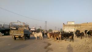 Stray cattle roaming outside the mini-secretariat on the Ludhiana-Ferozepur highway in Moga.(HT Photo) Stray cattle roaming outside the mini-secretariat on the Ludhiana-Ferozepur highway in Moga.(HT Photo)