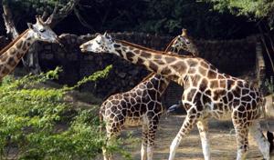Delhi zoo is planning to bring in new animals such as zebra, giraffe, ostrich and the African lion as part of the revamp.(Vipin Kumar/HTPhoto) Delhi zoo is planning to bring in new animals such as zebra, giraffe, ostrich and the African lion as part of the revamp.(Vipin Kumar/HTPhoto)