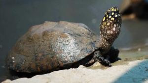 The species which the accused smuggled include Red Crowned Roof Turtle, Dhongoka Turtle, Indian Tent Turtle and Spotted Black Terrapin.(AFP FILE PHOTO/REPRESENTATIVE PICTURE) The species which the accused smuggled include Red Crowned Roof Turtle, Dhongoka Turtle, Indian Tent Turtle and Spotted Black Terrapin.(AFP FILE PHOTO/REPRESENTATIVE PICTURE)