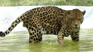 A leopard drinking water from a pond at the zoo on Thursday.(HT Photo) A leopard drinking water from a pond at the zoo on Thursday.(HT Photo)