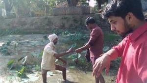 Foxnut seeds from Bihar have been sown a few km from city.(HT Photo) Foxnut seeds from Bihar have been sown a few km from city.(HT Photo)