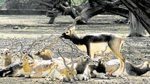 Zoos in India are categorised into large, medium, small and mini zoos — based on parameters such as area, animal population, collection of endangered species and number of visitors among others.(Hindustan Times) Zoos in India are categorised into large, medium, small and mini zoos — based on parameters such as area, animal population, collection of endangered species and number of visitors among others.(Hindustan Times)