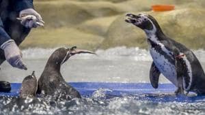 The move comes after the Humboldt penguins started to attract crowds to the zoo(HT File)