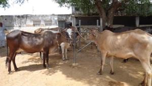 The cows of Pehlu Khan at Shri Rath Sarvajanik Gaushala at Dahmi village in Alwar. The bovines are kept separately from the other cows in the facility.(HT Photo) The cows of Pehlu Khan at Shri Rath Sarvajanik Gaushala at Dahmi village in Alwar. The bovines are kept separately from the other cows in the facility.(HT Photo)