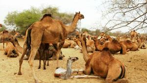 The single hump camel, which is one of the two state animals of Rajasthan, is known to survive in temperatures above 50° Celsius.(HT Photo) The single hump camel, which is one of the two state animals of Rajasthan, is known to survive in temperatures above 50° Celsius.(HT Photo)
