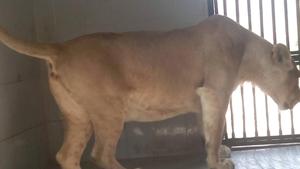 Tejika at her enclosure at Nahargarh Biological Park in Rajasthan.(HT File Photo) Tejika at her enclosure at Nahargarh Biological Park in Rajasthan.(HT File Photo)