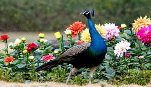 “The peahen gives birth after it gets impregnated with the tears of the peacock”, says Rajasthan High Court Judge Mahesh Chand Sharma (HT photo/Sanjeev Verma). “The peahen gives birth after it gets impregnated with the tears of the peacock”, says Rajasthan High Court Judge Mahesh Chand Sharma (HT photo/Sanjeev Verma).