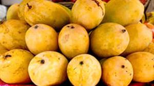 Jardalu mangoes(HT Photo) Jardalu mangoes(HT Photo)