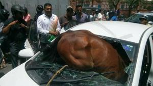 A horse got stuck in a car after crashing through its windshield in Jaipur on Sunday afternoon.(HT Photo) A horse got stuck in a car after crashing through its windshield in Jaipur on Sunday afternoon.(HT Photo)