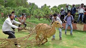 While euthanasia denotes only the killing of animals that are already terminally ill, mercy killing involves killing animals ‘for reasons of space, lack of proper centres, resources and personnel,’ according to the draft of the policy.(ARVIND YADAV/HT FILE) While euthanasia denotes only the killing of animals that are already terminally ill, mercy killing involves killing animals ‘for reasons of space, lack of proper centres, resources and personnel,’ according to the draft of the policy.(ARVIND YADAV/HT FILE)