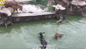 Live donkey being fed to tigers in a Chinese Zoo (Screengrab) Live donkey being fed to tigers in a Chinese Zoo (Screengrab)