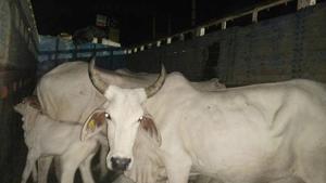About 50 cow vigilantes targeted Tamil Nadu officials in Barmer on June 11, alleging that they were taking cows illegally.(HT File Photo) About 50 cow vigilantes targeted Tamil Nadu officials in Barmer on June 11, alleging that they were taking cows illegally.(HT File Photo)