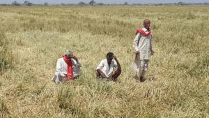 Farmers in Jodhpur and Alwar have decided to join the farmers’ movement and will protest on June 16.(HT File Photo) Farmers in Jodhpur and Alwar have decided to join the farmers’ movement and will protest on June 16.(HT File Photo)