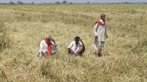 Experts say that burden of farm loan waiver, which is a short-term measure, should fall on the Centre which should also announce a hike in MSP.(HT file photo) Experts say that burden of farm loan waiver, which is a short-term measure, should fall on the Centre which should also announce a hike in MSP.(HT file photo)