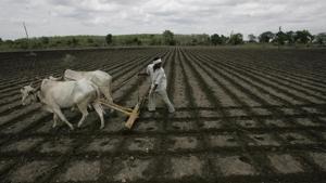 The Marathwada and Vidarbha regions of the state are traditionally known as the ‘suicide belts’ due to a large number of suicides by farmers reported in these areas over years.(HT File Photo) The Marathwada and Vidarbha regions of the state are traditionally known as the ‘suicide belts’ due to a large number of suicides by farmers reported in these areas over years.(HT File Photo)