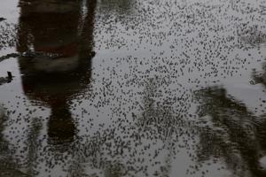According to officials, despite repeated requests to prevent collection of clean water at construction sites, breeding of mosquitoes had been found due to negligence of owners/contractors. According to officials, despite repeated requests to prevent collection of clean water at construction sites, breeding of mosquitoes had been found due to negligence of owners/contractors.